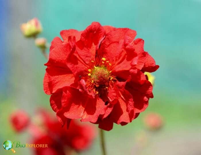 Geum Flower