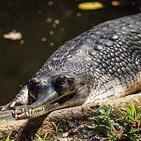 Gharial