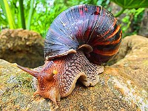 Giant African Land Snail