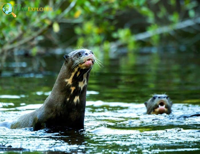 Giant River Otters In Rainforest