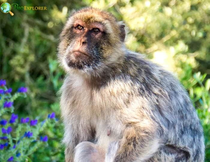 Gibraltar Monkey Conservation Status and Management