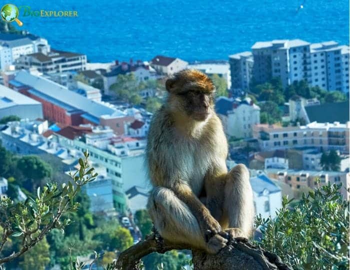 Gibraltar Monkey Ecology Behavior and Social Structure