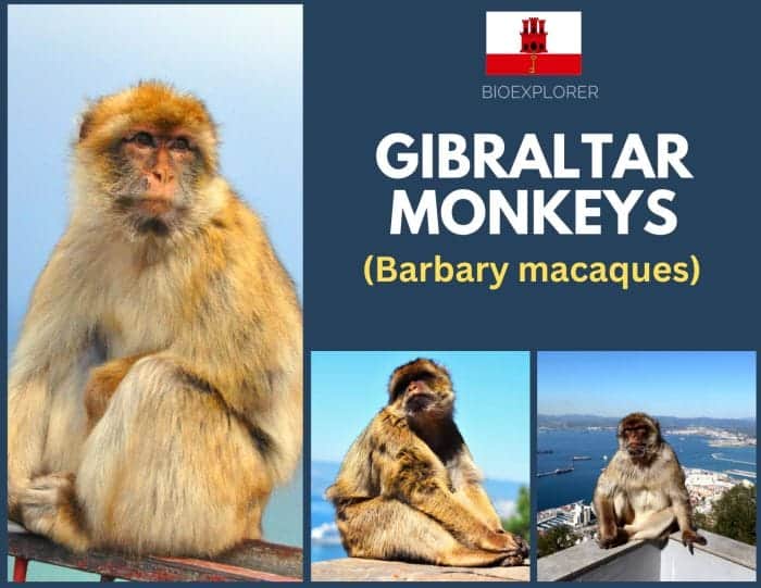 Gibraltar Monkeys