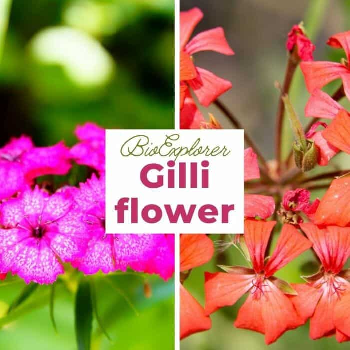 Gilliflower