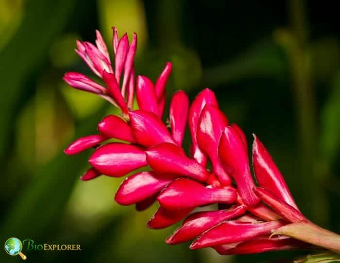 Ginger Flowers