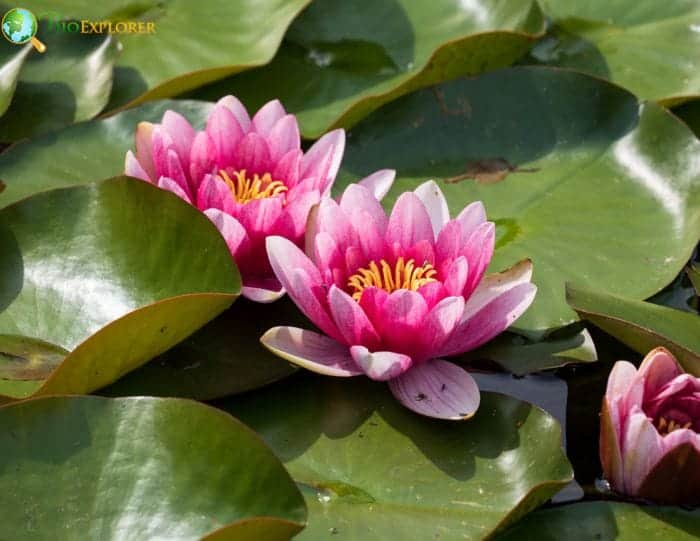 Giving Water Lilies