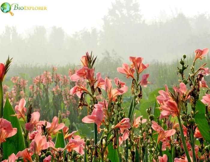 Gladiolus Represents Strength and Moral Integrity