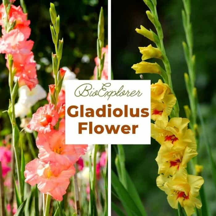 Gladiolus