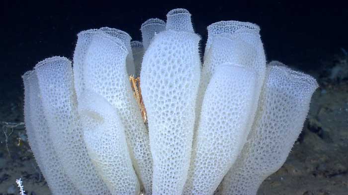 Glass Sponges