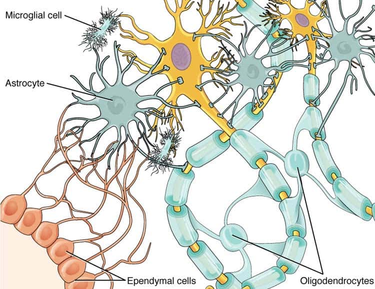 Glial Cells CNS