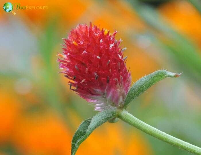 Globe Amaranth Flower