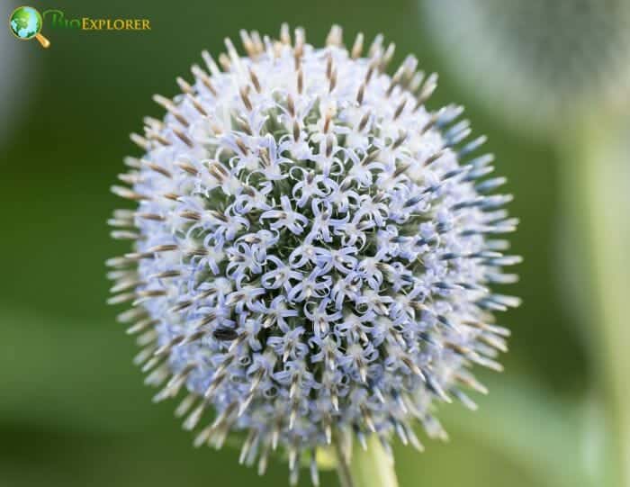 Globe Thistle Flower