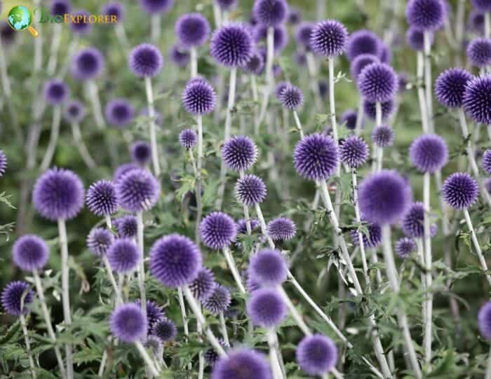 Globe Thistle Flowers