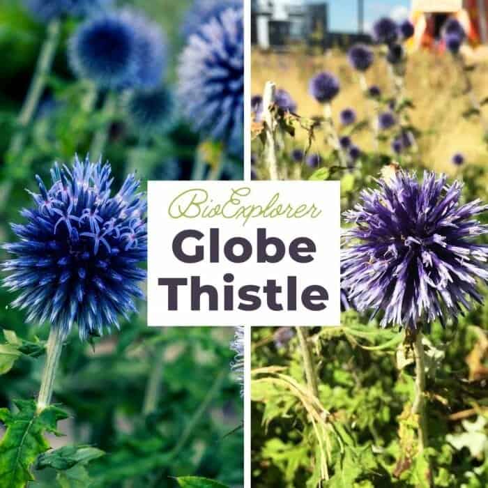 Globe Thistle