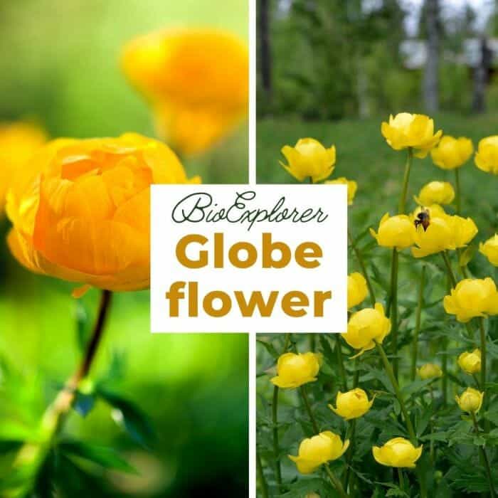 Globeflower