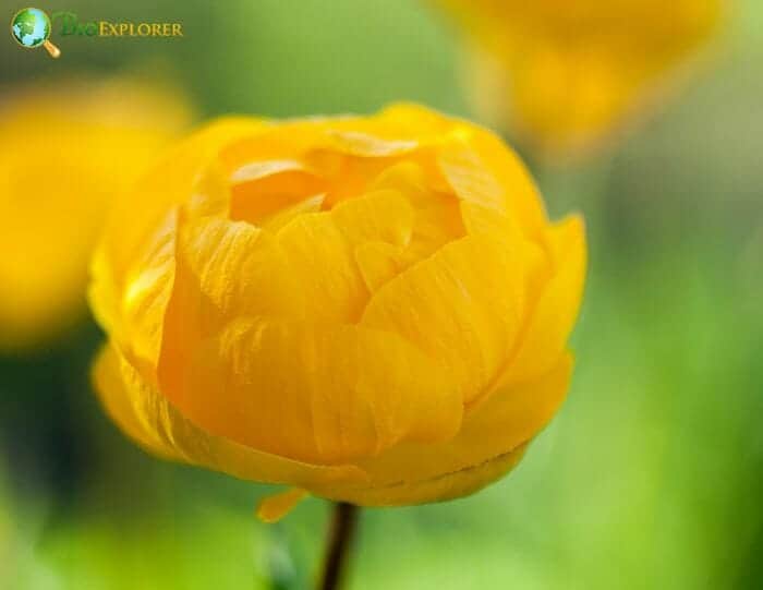 Globeflower