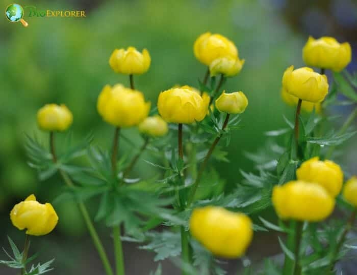 Globeflower Plants