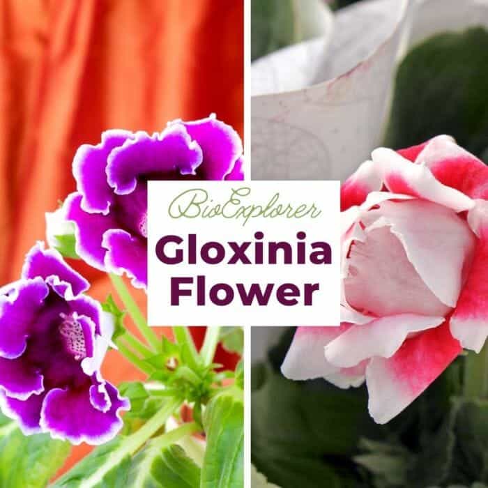 Gloxinia