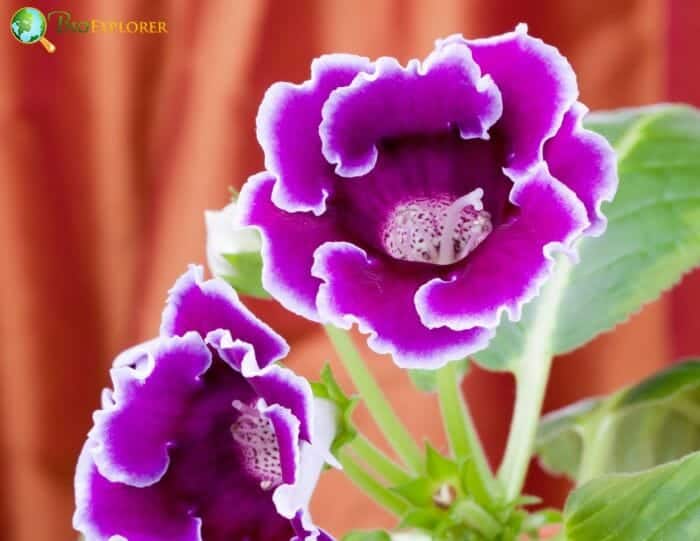 Gloxinia Flowers