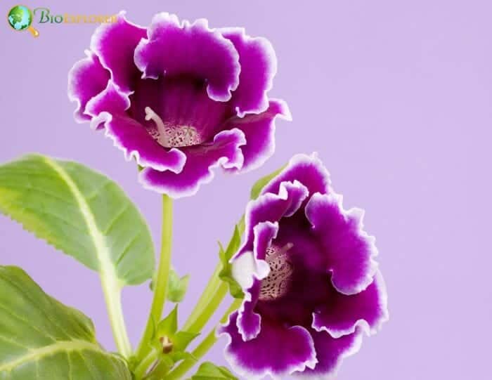 Gloxinia Flowers