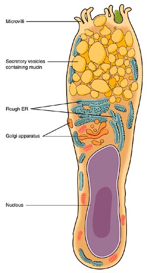 Goblet Cells: Definition, Functions, Mucus Secretion ...