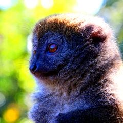 Golden Bamboo Lemur