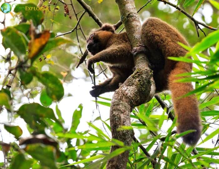 Golden Bamboo Lemur Characteristics