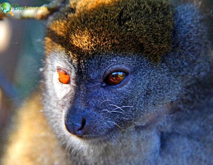 Golden Bamboo Lemur Reproduction and Life Cycle