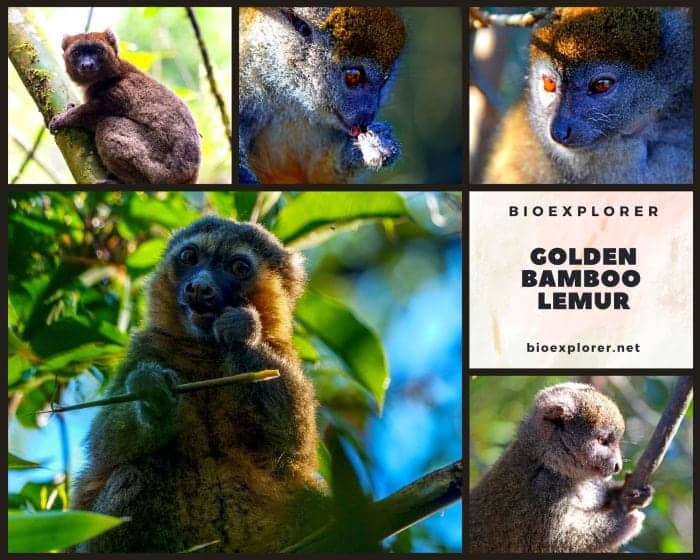 Golden Bamboo Lemur