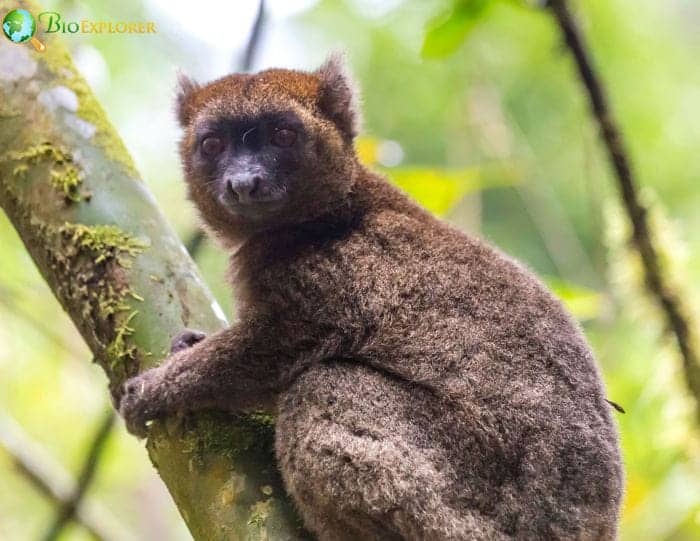 Golden Bamboo Lemur Habitat