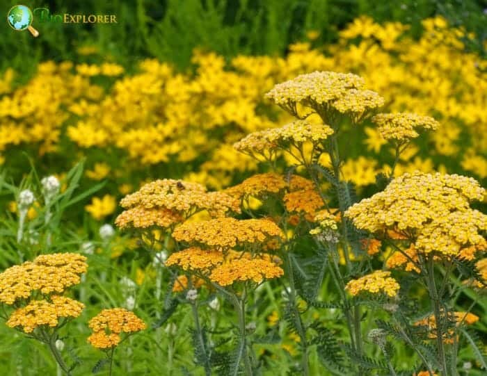 Golden Yellow Fernleaf Yarrow Flowers