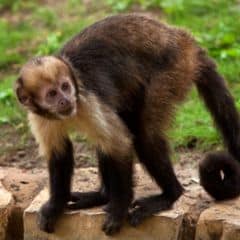 Golden-bellied Capuchin