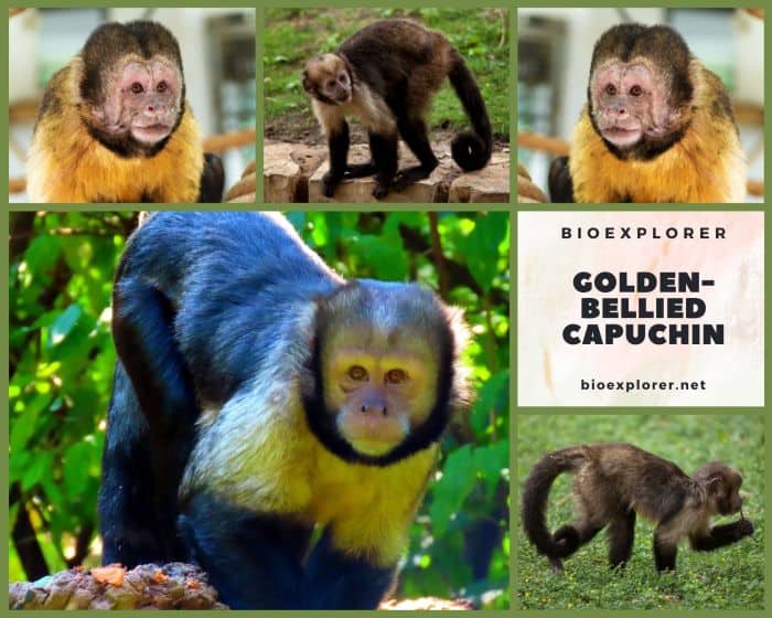 Golden Bellied Capuchin