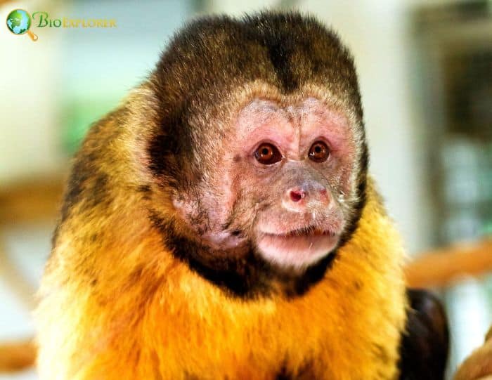 Golden Bellied Capuchin