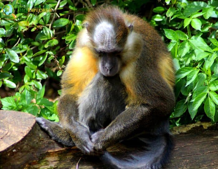 Golden Bellied Mangabey 