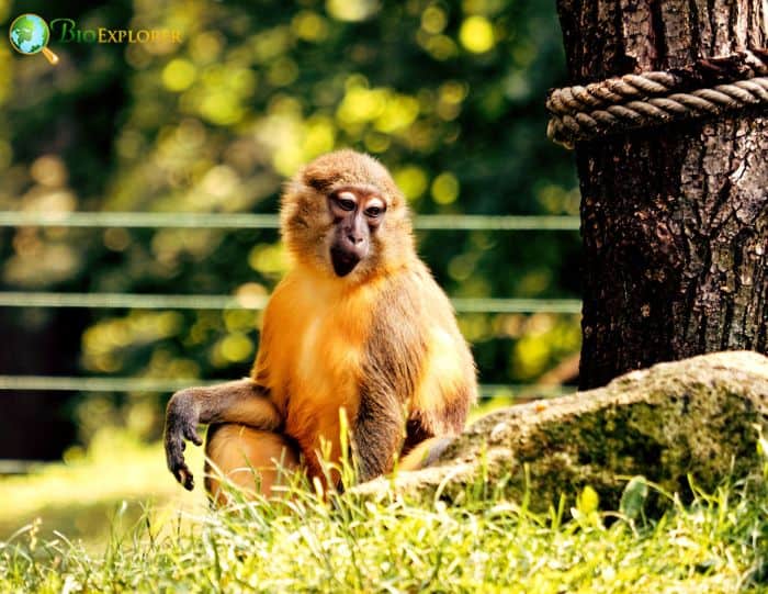 Golden Bellied Mangabey 