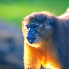 Golden-bellied Mangabey