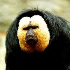 Golden-faced Saki