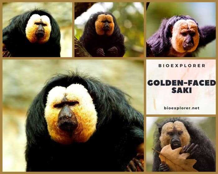 Golden-faced Saki