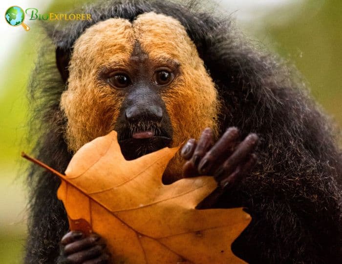 Golden Faced Saki