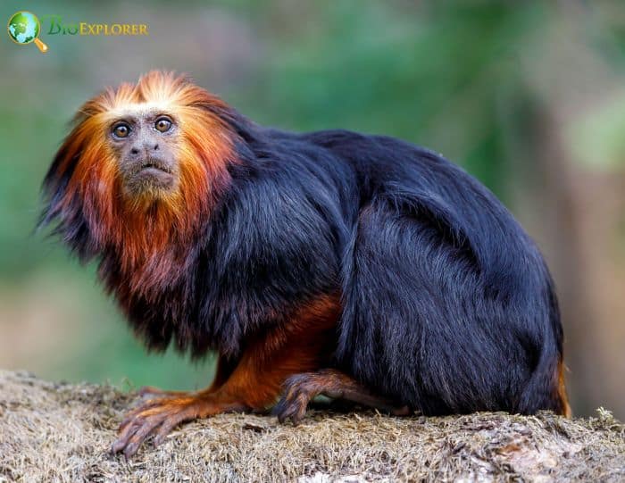 Golden Headed Lion Tamarin 