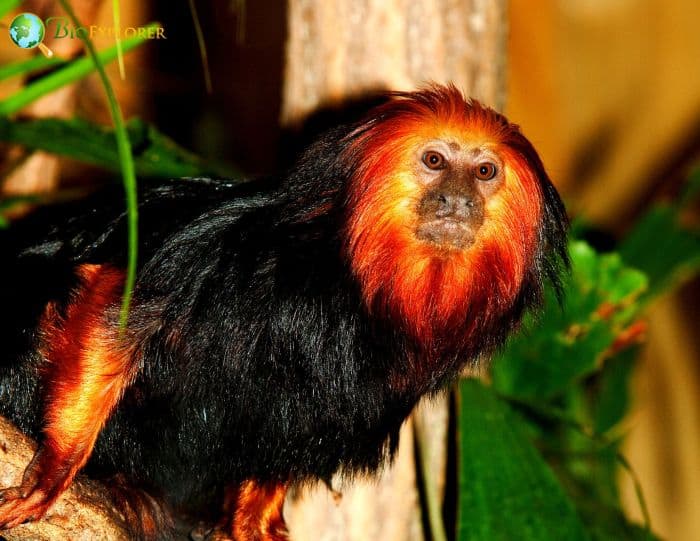 Golden Headed Lion Tamarin 