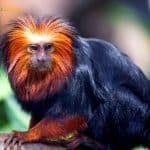 Golden-headed Lion Tamarin