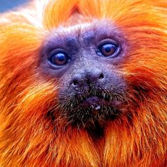 Golden Lion Tamarin