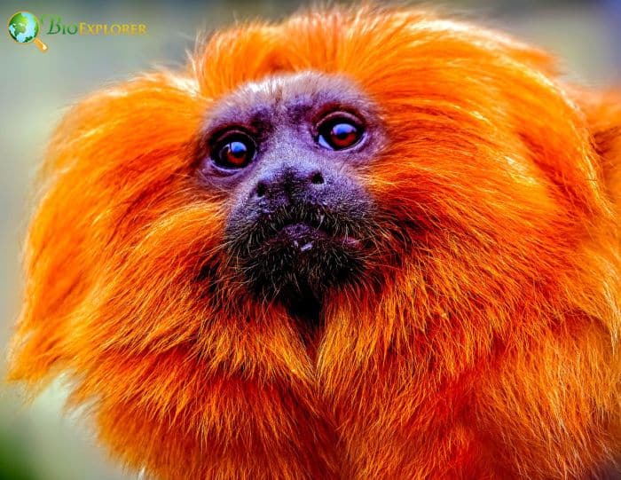 Orange Monkeys