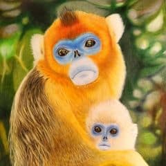 Golden Snub-nosed Monkey