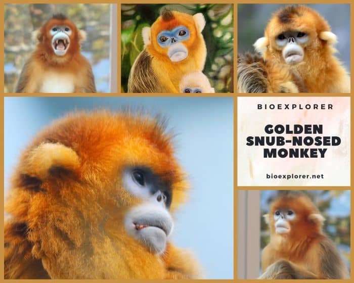 Golden Snub-Nosed Monkey