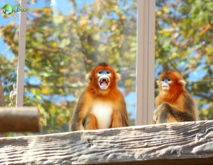 Golden Snub-Nosed Monkey