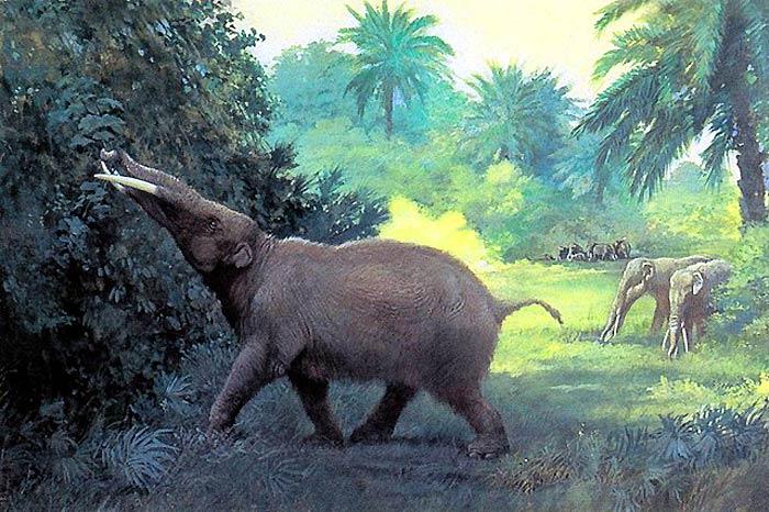 Gomphotherium