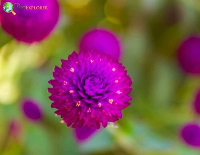 Gomphrena Globosa